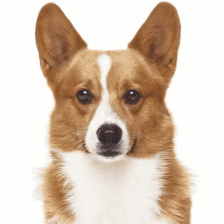 Emotional Support Dogs: Best Breeds, Rights, and Responsibilities 29 Corgi