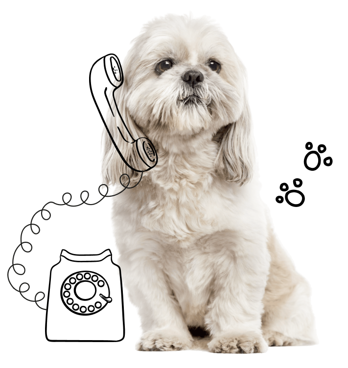 treatment-dog-call