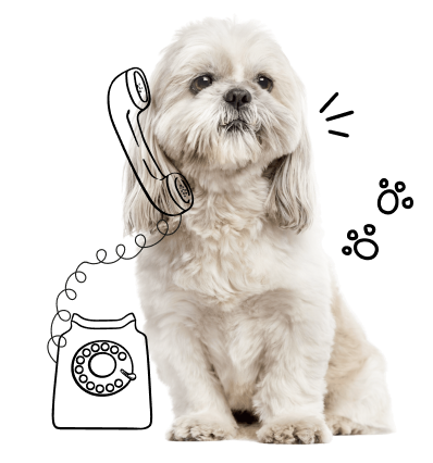 contact-dog