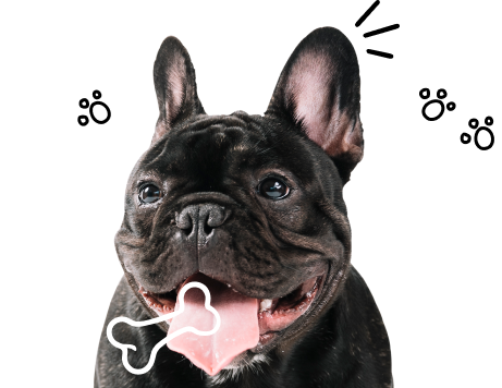 psd-dog-img