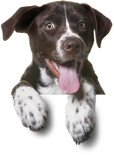 wisconsin-dog