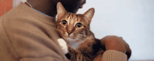 Do Cats Help with Anxiety? Benefits Backed by Science 8 6 Benefits of Having a Cat for Mental Health