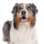 Australian Shepherd