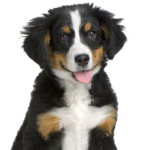 Bernese Mountain Dog