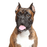 Boxer