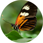 Butterly