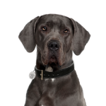 Great Dane
