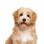 Havanese