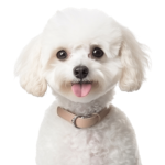 Poodle