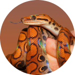 Snake