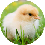 chick