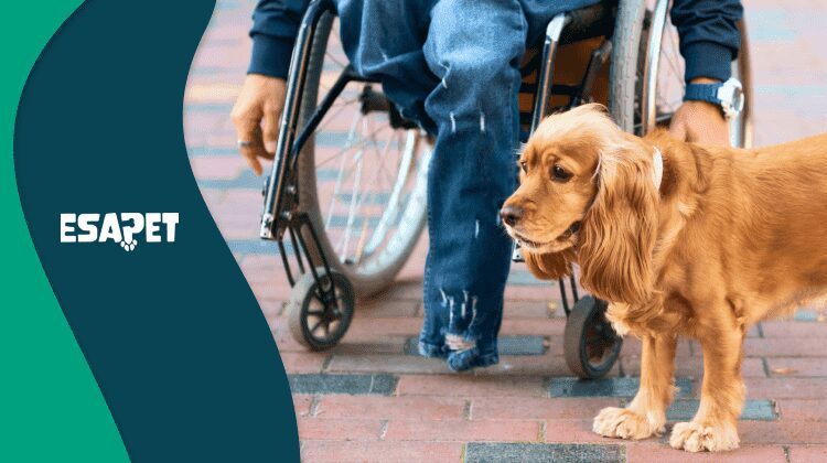 what disabilities qualify for a service dog