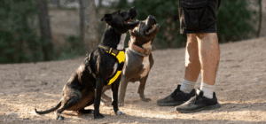 Service Animal vs. Emotional Support Animal: Key Differences in Rights & Laws (2026) 54 ESA training vs service dog training