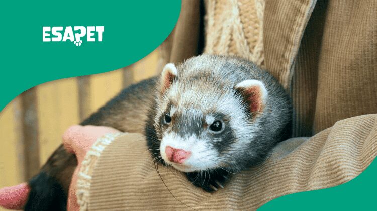 Emotional Support Ferret