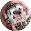 Hedgehog