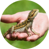Reptile and amphibian