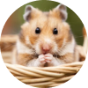 Small Mammal