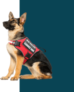 service dog training