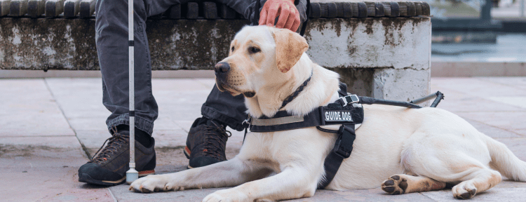 Emotional Support Animals: Definition, Rights & How to Get an ESA Letter (2026) 12 Emotional Support Animal vs. Service Dog vs. Therapy Animals