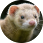 Ferret