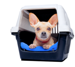 In-Cabin Carrier
