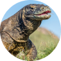 Lizard