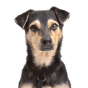 Mixed Breed