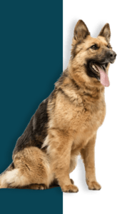 Service Animal Statistics