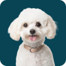 Poodle