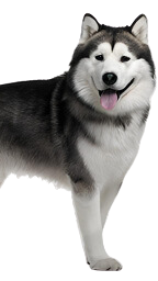 Siberian Husky