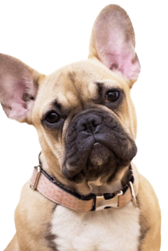 bulldog
