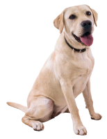 labrador retriever