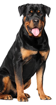 Rottweiler