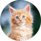 Emotional Support Animal Statistics: USA Impacts & Trends 2026 15 Cat