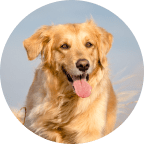 Emotional Support Animal Statistics: USA Impacts & Trends 2026 14 Dog