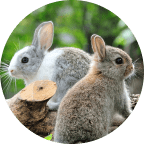 Emotional Support Animal Statistics: USA Impacts & Trends 2026 16 Rabbits