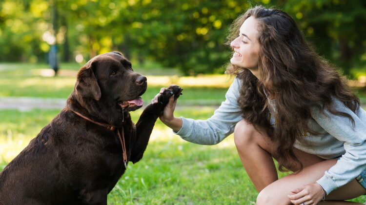 Emotional Support Dog Training – How to Train Your ESA? 12 Emotional support dog training