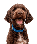 Anxiety Disorders: Causes, Symptoms, and Treatment (2026 Guide) 17 Service Dog