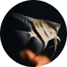 Emotional Support Fish: Can a Pet Fish Boost Mental Health? (2026) 17 Angelfish