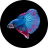 Emotional Support Fish: Can a Pet Fish Boost Mental Health? (2026) 14 Betta Fish