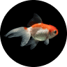 Emotional Support Fish: Can a Pet Fish Boost Mental Health? (2026) 16 Goldfish