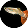 Emotional Support Fish: Can a Pet Fish Boost Mental Health? (2026) 15 Guppies