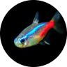 Emotional Support Fish: Can a Pet Fish Boost Mental Health? (2026) 18 Neon Tetra