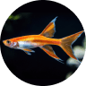 Emotional Support Fish: Can a Pet Fish Boost Mental Health? (2026) 19 Swordtail