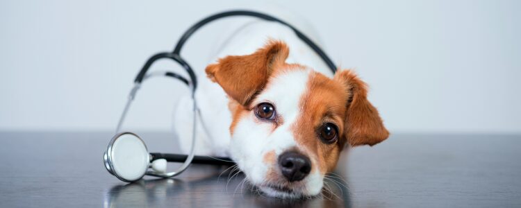 Can I Take My Emotional Support Dog Anywhere? (2026 Update) 5 emotional support dog to the hospital
