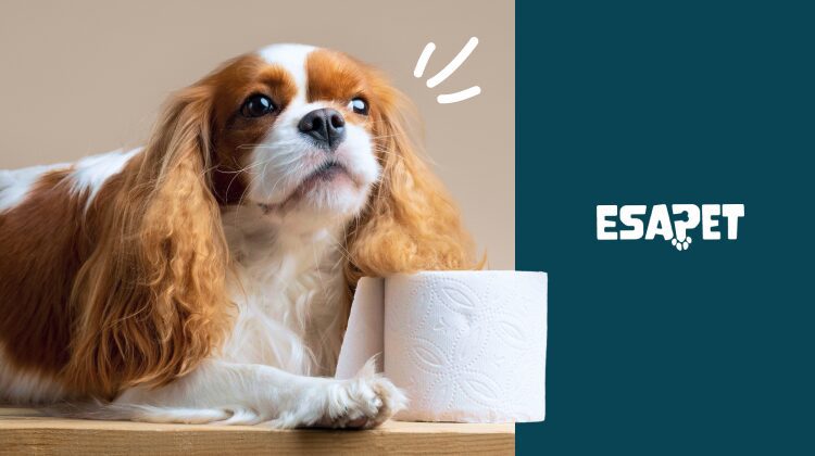 How to Potty Train a Puppy: Fast Housebreaking Guide for 2026 33 how to potty train a puppy