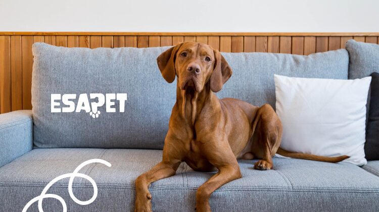 service dog letter for housing1