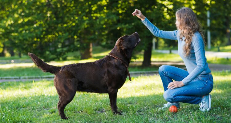 Reactive Dog Training: How to Reduce Reactivity on Walks 5 Reactive dog training