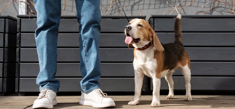 How to Teach a Puppy to Walk on a Leash: The Loose-Leash Guide 9 Start Leash Training a Puppy