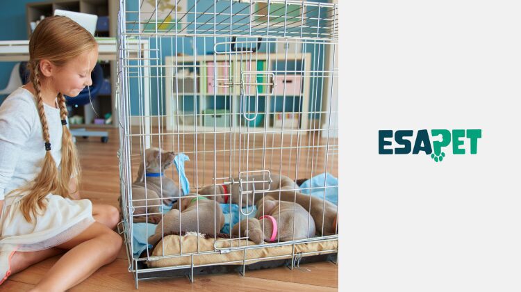 crate training a puppy